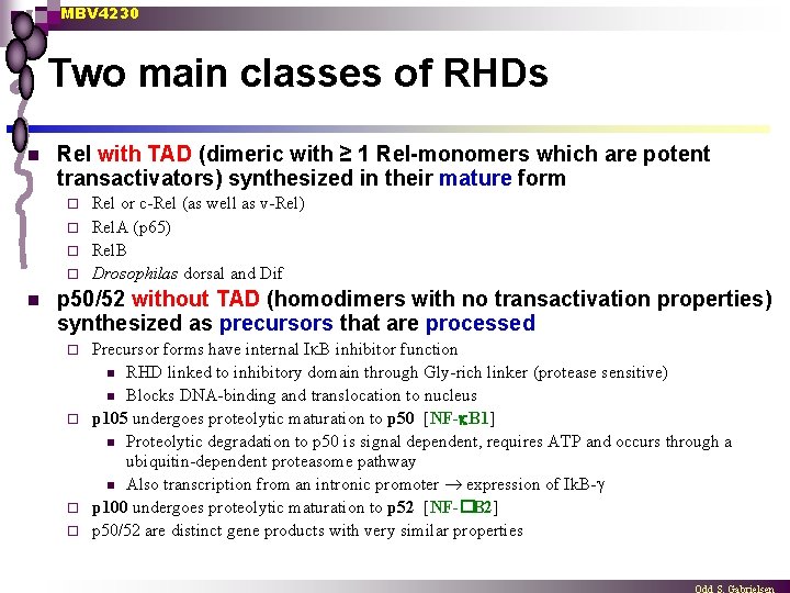 MBV 4230 Two main classes of RHDs n Rel with TAD (dimeric with ≥