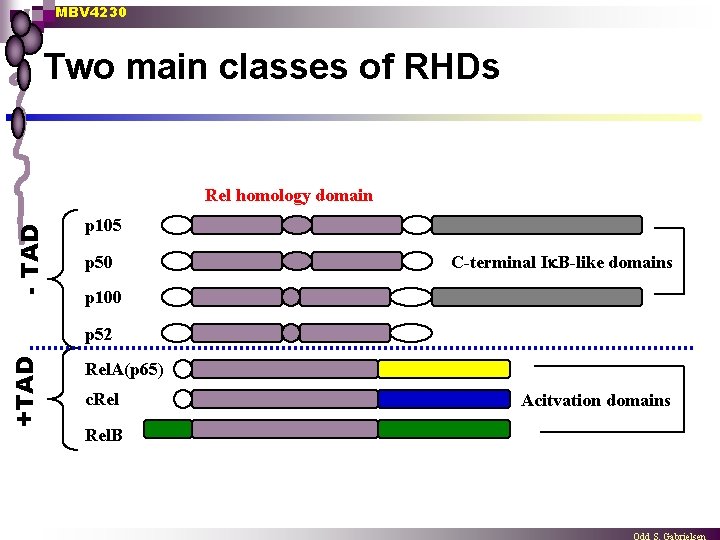 MBV 4230 Two main classes of RHDs - TAD Rel homology domain p 105