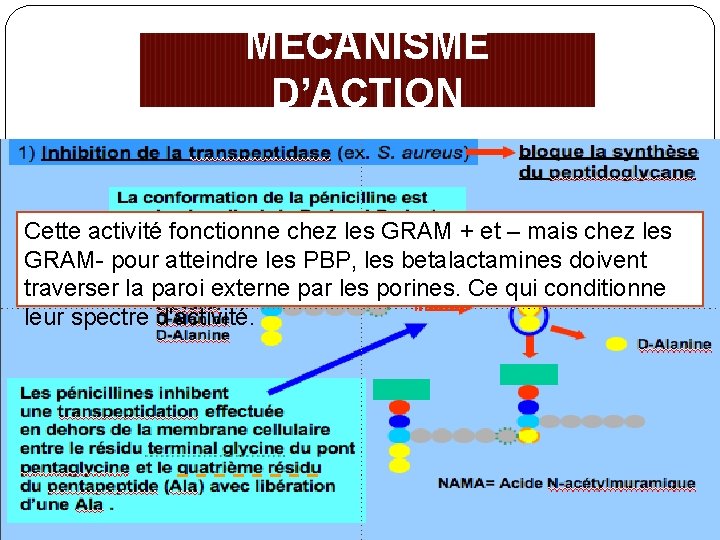 MÉCANISME D’ACTION Liaison aux penicillin-binding proteins (PBP) insérées dans la membrane cytoplasmique. Les ontfonctionne