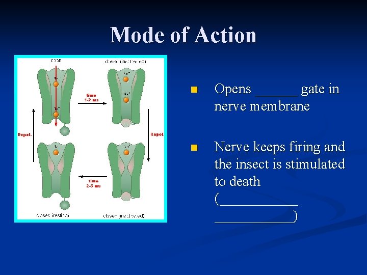 Mode of Action n Opens ______ gate in nerve membrane n Nerve keeps firing