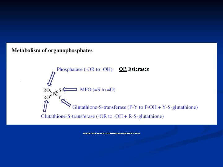 OR Esterases From http: //www. cpes. sussex. ac. uk/undergrad/coursenotes/ehh/lec 13/13. pdf 