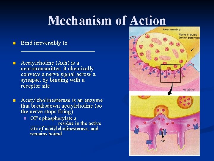 Mechanism of Action n Bind irreversibly to _____________ n Acetylcholine (Ach) is a neurotransmitter;