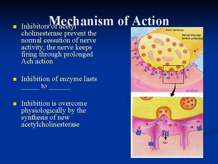 Mechanism of Action n Inhibitors of acetyl cholinesterase prevent the normal cessation of nerve