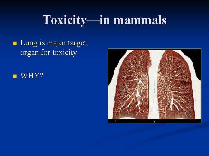 Toxicity—in mammals n Lung is major target organ for toxicity n WHY? 