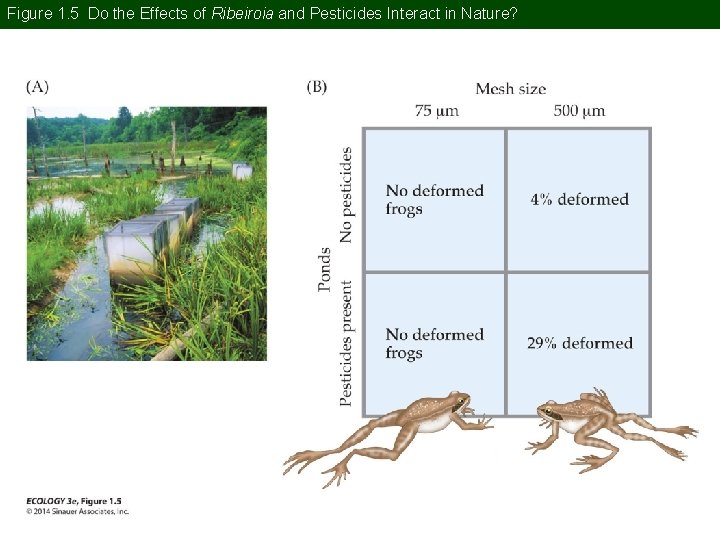 Figure 1. 5 Do the Effects of Ribeiroia and Pesticides Interact in Nature? 