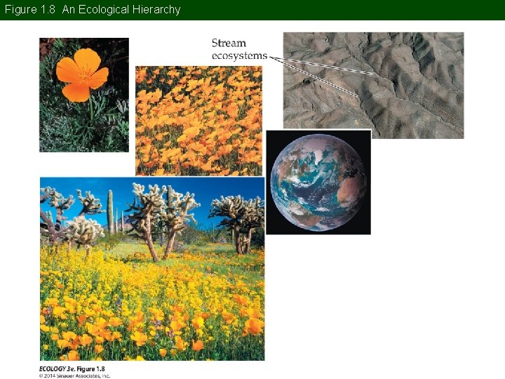 Figure 1. 8 An Ecological Hierarchy 