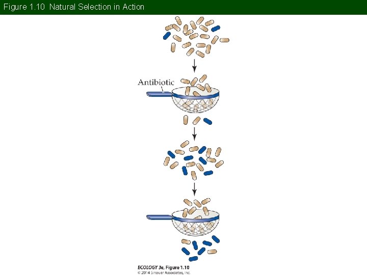 Figure 1. 10 Natural Selection in Action 