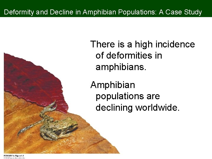 Deformity and Decline in Amphibian Populations: A Case Study There is a high incidence
