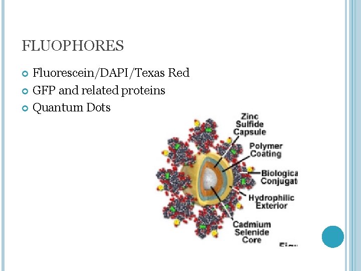 FLUOPHORES Fluorescein/DAPI/Texas Red GFP and related proteins Quantum Dots 
