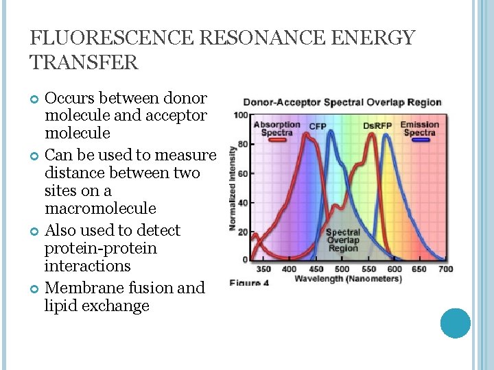 FLUORESCENCE RESONANCE ENERGY TRANSFER Occurs between donor molecule and acceptor molecule Can be used