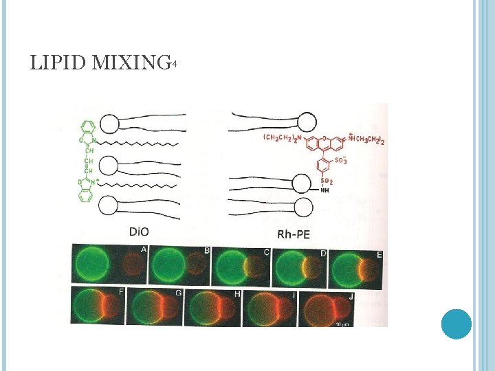 LIPID MIXING 4 