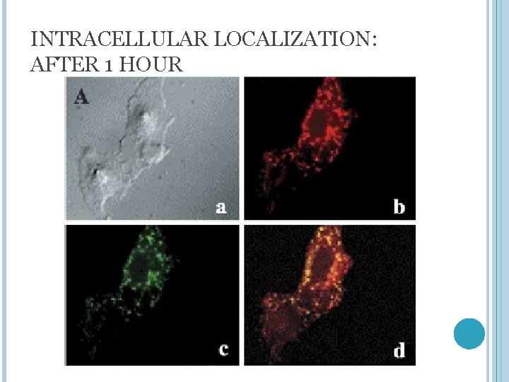 INTRACELLULAR LOCALIZATION: AFTER 1 HOUR 