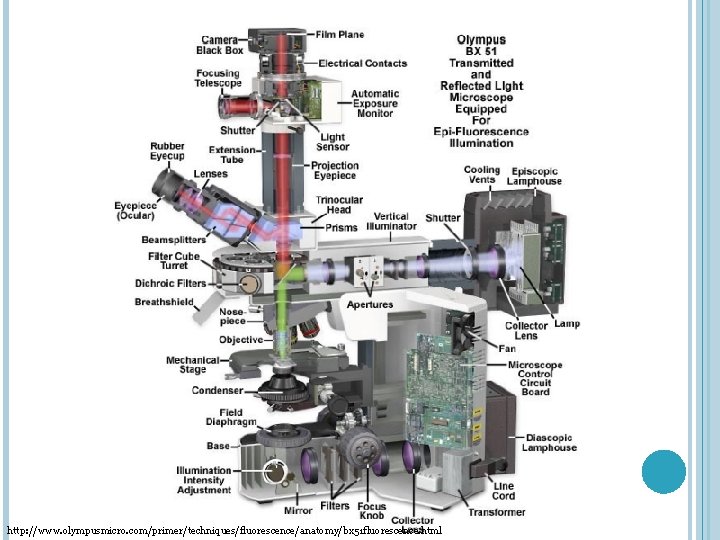 http: //www. olympusmicro. com/primer/techniques/fluorescence/anatomy/bx 51 fluorescence. html 