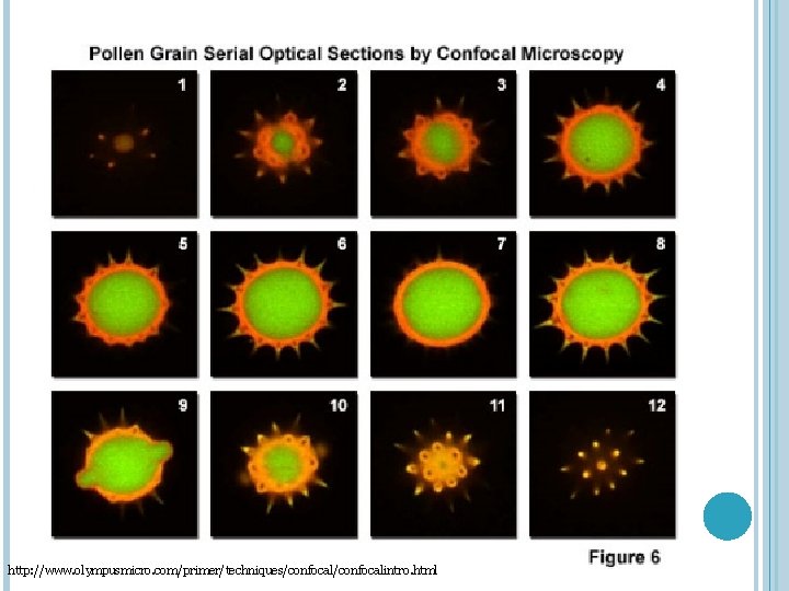 http: //www. olympusmicro. com/primer/techniques/confocalintro. html 