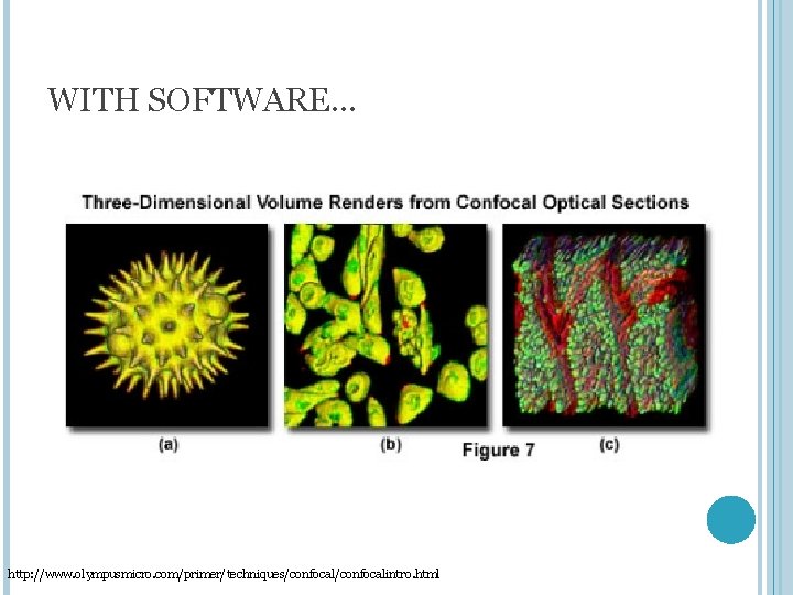 WITH SOFTWARE… http: //www. olympusmicro. com/primer/techniques/confocalintro. html 