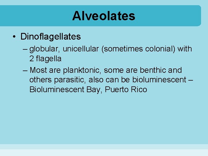 Alveolates • Dinoflagellates – globular, unicellular (sometimes colonial) with 2 flagella – Most are