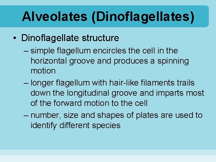 Alveolates (Dinoflagellates) • Dinoflagellate structure – simple flagellum encircles the cell in the horizontal