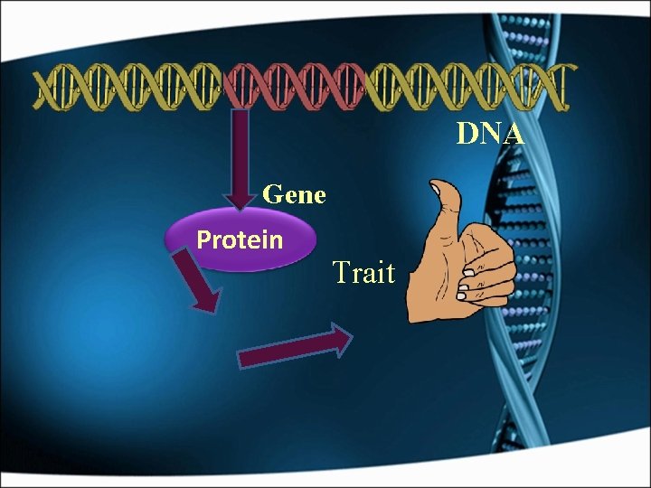 DNA Gene Protein Trait 