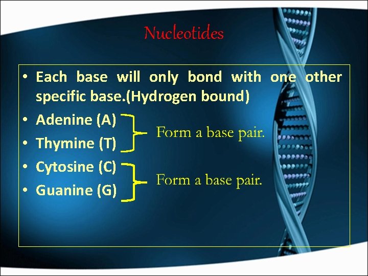 Nucleotides • Each base will only bond with one other specific base. (Hydrogen bound)