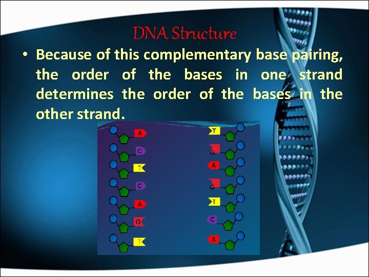 DNA Structure • Because of this complementary base pairing, the order of the bases