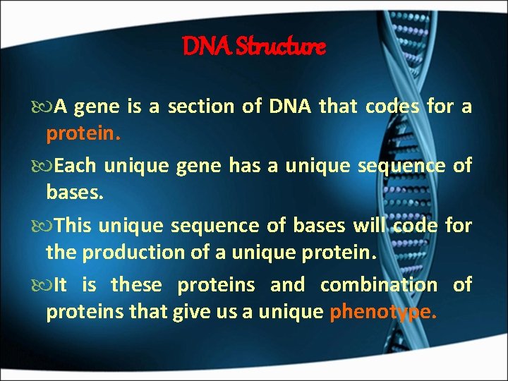 DNA Structure A gene is a section of DNA that codes for a protein.