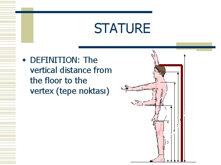 STATURE w DEFINITION: The vertical distance from the floor to the vertex (tepe noktası)