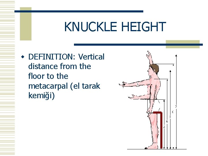 KNUCKLE HEIGHT w DEFINITION: Vertical distance from the floor to the metacarpal (el tarak