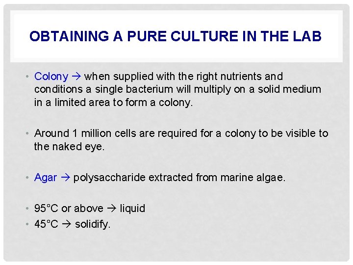 OBTAINING A PURE CULTURE IN THE LAB • Colony when supplied with the right