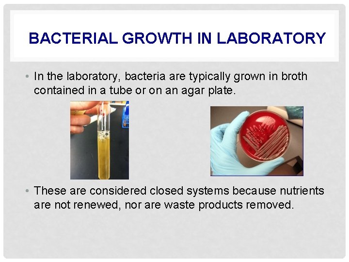 MICROBIAL GROWTH CLS 311 Basic Microbiology Mrs Amany