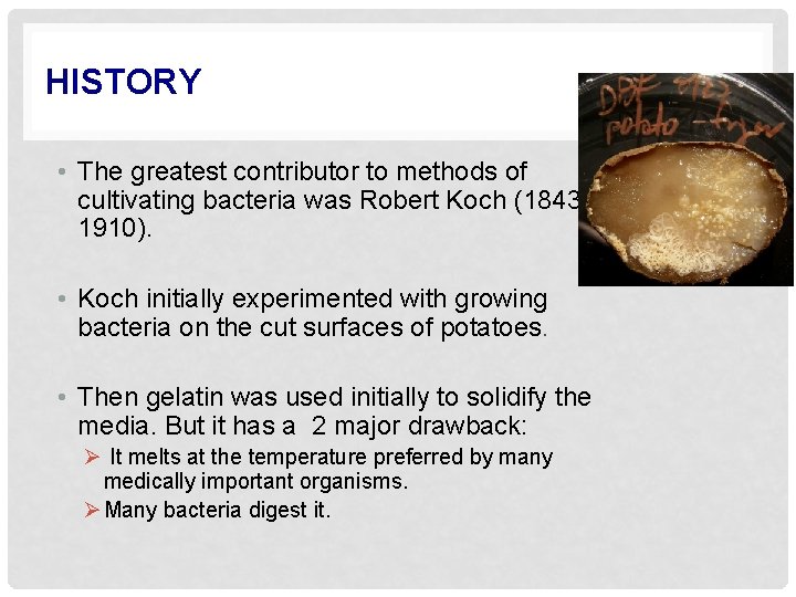 HISTORY • The greatest contributor to methods of cultivating bacteria was Robert Koch (18431910).