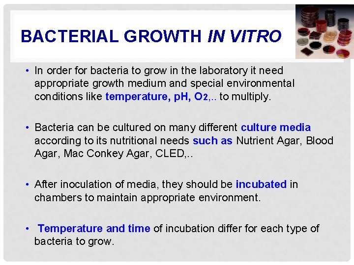 BACTERIAL GROWTH IN VITRO • In order for bacteria to grow in the laboratory