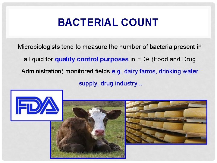 BACTERIAL COUNT Microbiologists tend to measure the number of bacteria present in a liquid