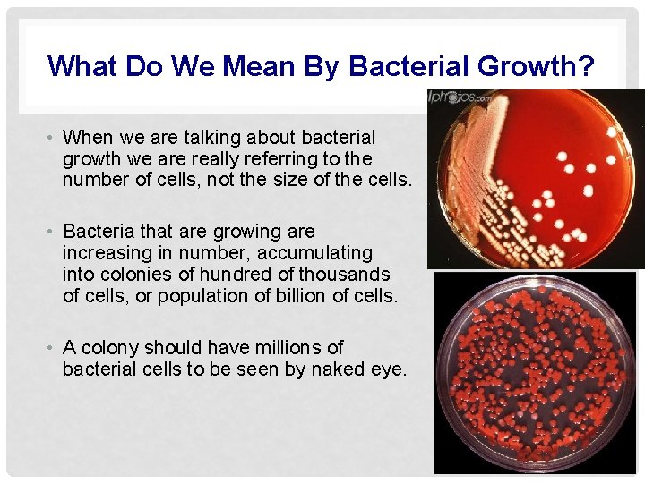 What Do We Mean By Bacterial Growth? • When we are talking about bacterial