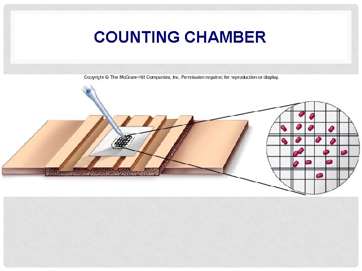 COUNTING CHAMBER 