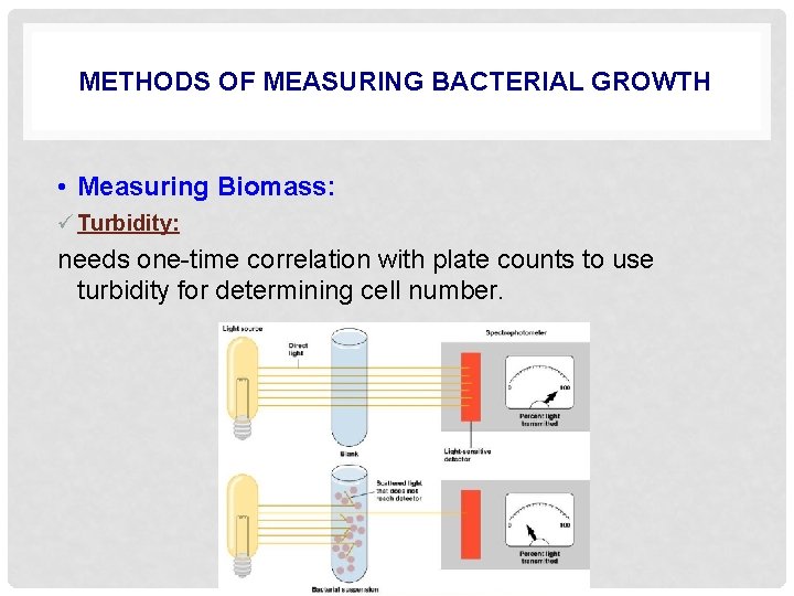 METHODS OF MEASURING BACTERIAL GROWTH • Measuring Biomass: ü Turbidity: needs one-time correlation with