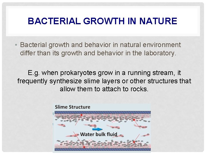 BACTERIAL GROWTH IN NATURE • Bacterial growth and behavior in natural environment differ than