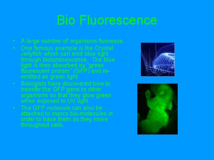 Bio Fluorescence • A large number of organisms fluoresce. • One famous example is