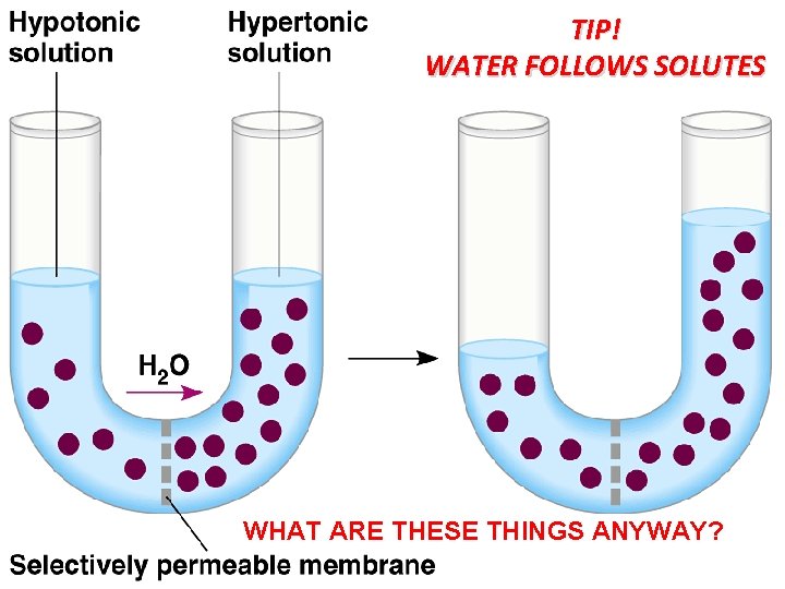  • TIP! WATER FOLLOWS SOLUTES WHAT ARE THESE THINGS ANYWAY? 