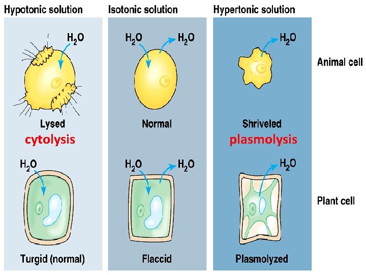  • cytolysis plasmolysis 