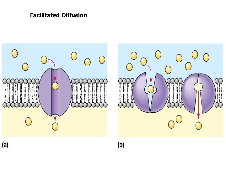 Facilitated Diffusion 