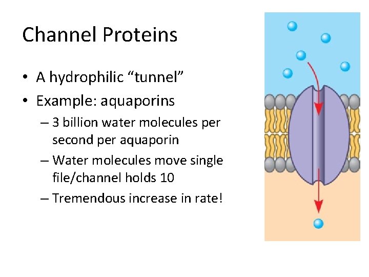 Channel Proteins • A hydrophilic “tunnel” • Example: aquaporins – 3 billion water molecules