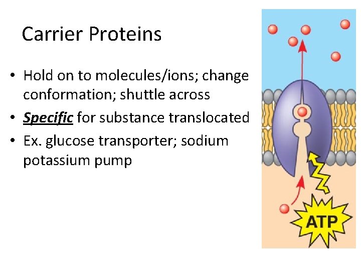 Carrier Proteins • Hold on to molecules/ions; change conformation; shuttle across • Specific for