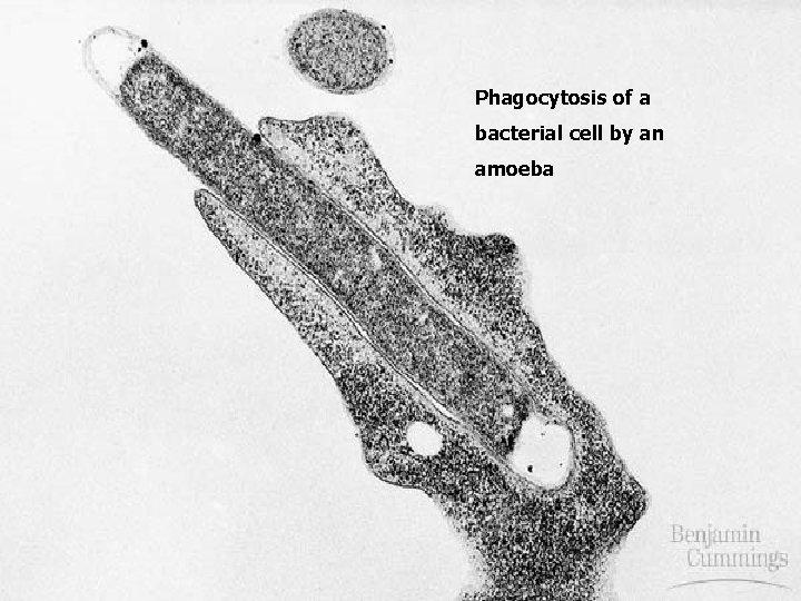 Phagocytosis of a bacterial cell by an amoeba 
