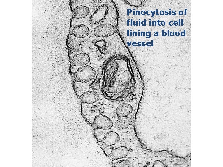 Pinocytosis of fluid into cell lining a blood vessel 