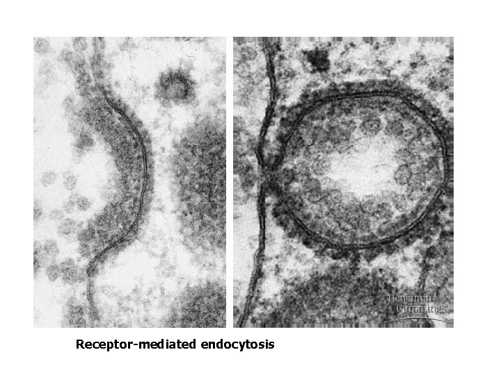  • Receptor-mediated endocytosis 