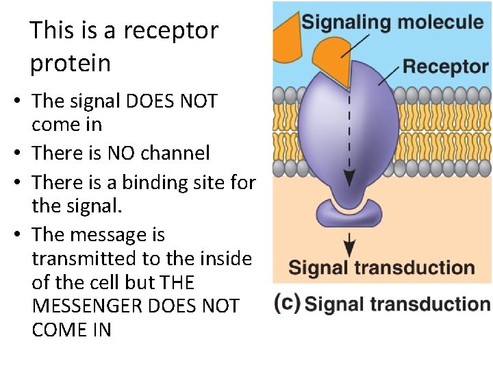 This is a receptor protein • The signal DOES NOT come in • There