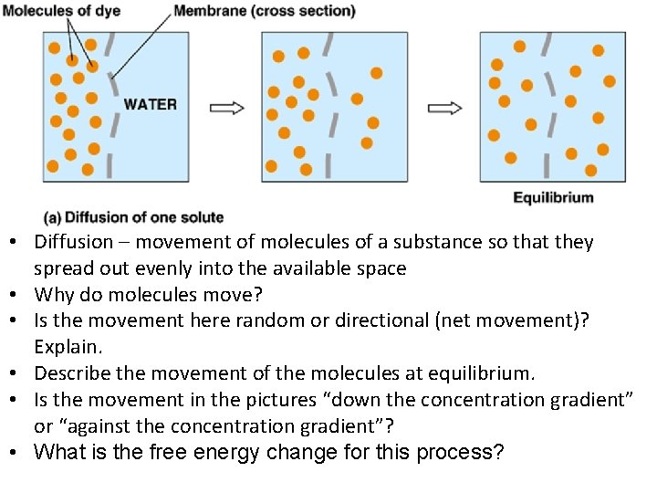  • Diffusion – movement of molecules of a substance so that they spread