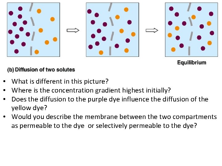  • What is different in this picture? • Where is the concentration gradient