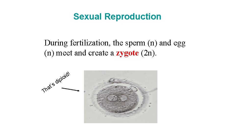 Sexual Reproduction During fertilization, the sperm (n) and egg (n) meet and create a