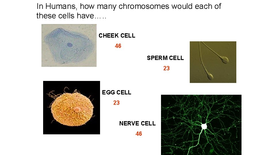 In Humans, how many chromosomes would each of these cells have…. . CHEEK CELL